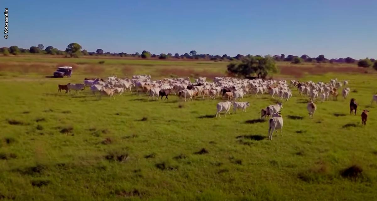 Aplicação de corretivo de solo em  pastagem aumenta 73% a fertilidade do local