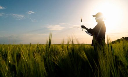 Solução digital de monitoramento de cultivos e aplicação de fertilizantes nitrogenados em taxa variável aumenta a produtividade dos agricultores