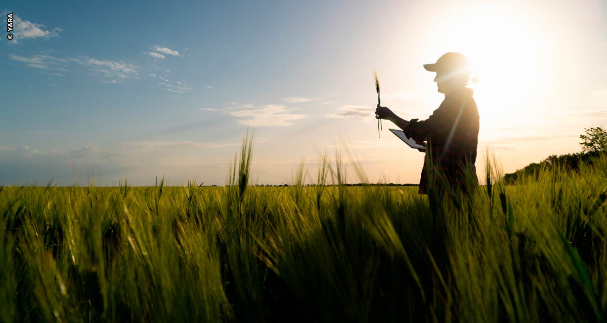 Solução digital de monitoramento de cultivos e aplicação de fertilizantes nitrogenados em taxa variável aumenta a produtividade dos agricultores