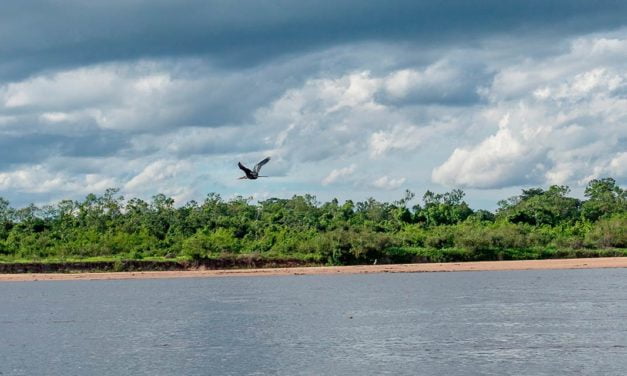 Programa Juntos pelo Araguaia planta as 100 primeiras mudas do Lote II, com apoio da Hypera Pharma