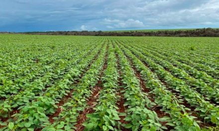 Rizobacter lança inoculante para soja com tratamento de semente de 10 dias antes do plantio ou pulverização