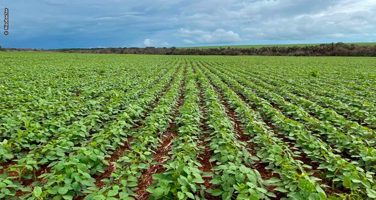 Rizobacter lança inoculante para soja com tratamento de semente de 10 dias antes do plantio ou pulverização