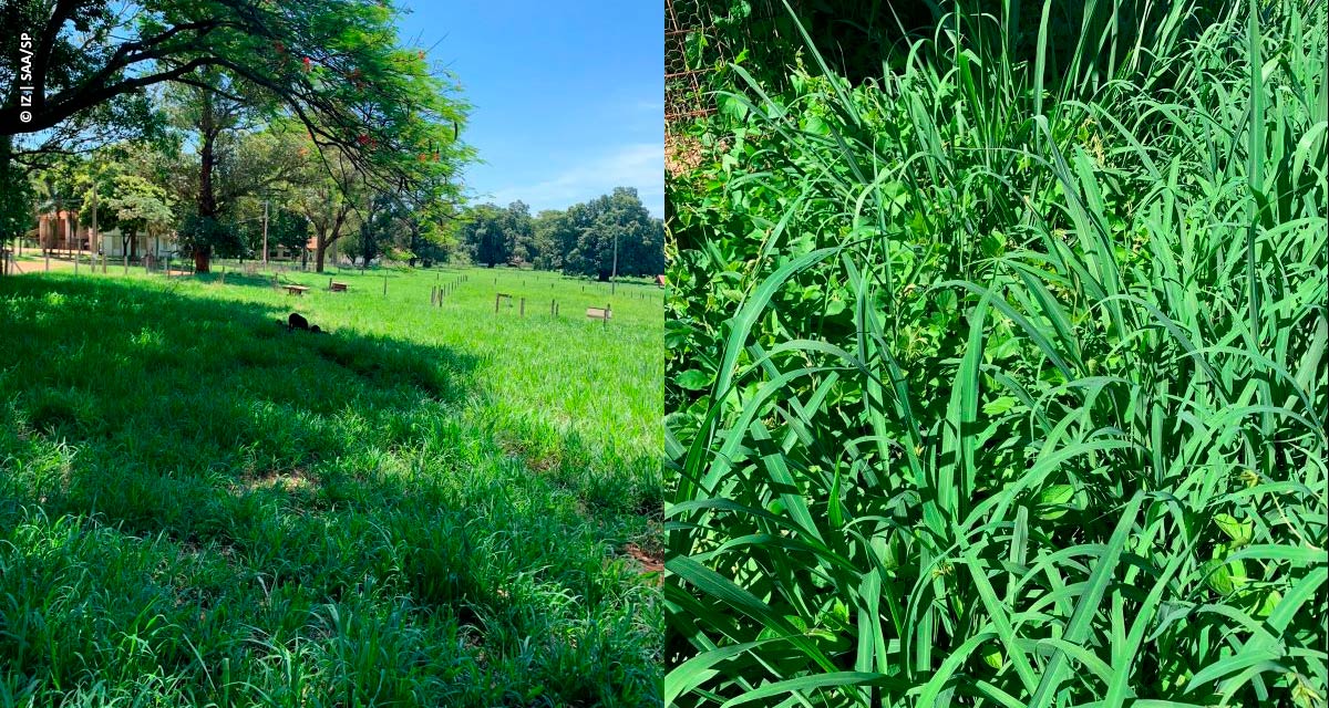 Capim Aruana do IZ se mostra excelente opção de forrageira para sistemas integrados de produção agropecuária