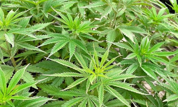 Curso “Oportunidades Globais da Cannabis Legal” oferece visão ampla sobre o mercado com potencial de chegar a US$ 55 bilhões
