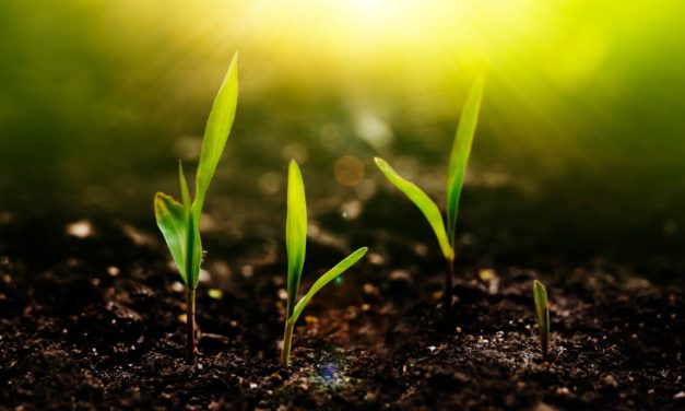 Divisão de Soluções para Agricultura da BASF lançará Programa Global de Agricultura de Baixo Carbono para apoiar agricultores na redução das suas emissões de CO2