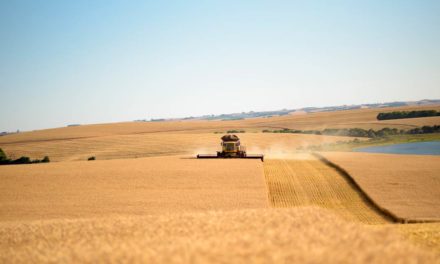 Em uma safra de cenários diversos, produção nacional de trigo bate recorde