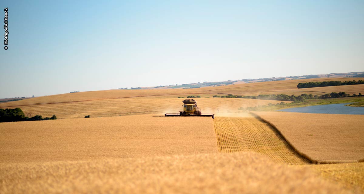 Em uma safra de cenários diversos, produção nacional de trigo bate recorde
