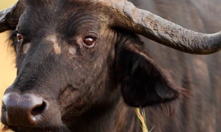 FAESP: caso das búfalas de Brotas  foge à regra dos produtores paulistas