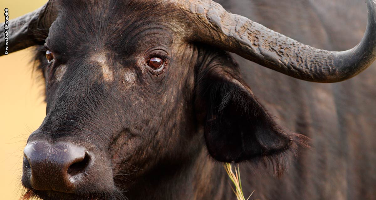 FAESP: caso das búfalas de Brotas  foge à regra dos produtores paulistas