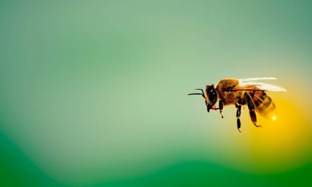 Curso gratuito aborda convivência harmônica entre defensivos agrícolas e criação de abelhas