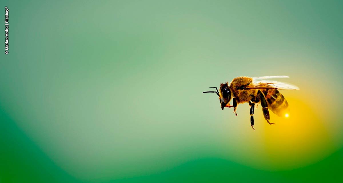 Curso gratuito aborda convivência harmônica entre defensivos agrícolas e criação de abelhas