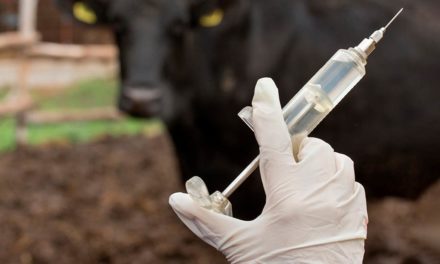 Farmácia abastecida na fazenda: a importância de agir rápido para manter a saúde do gado