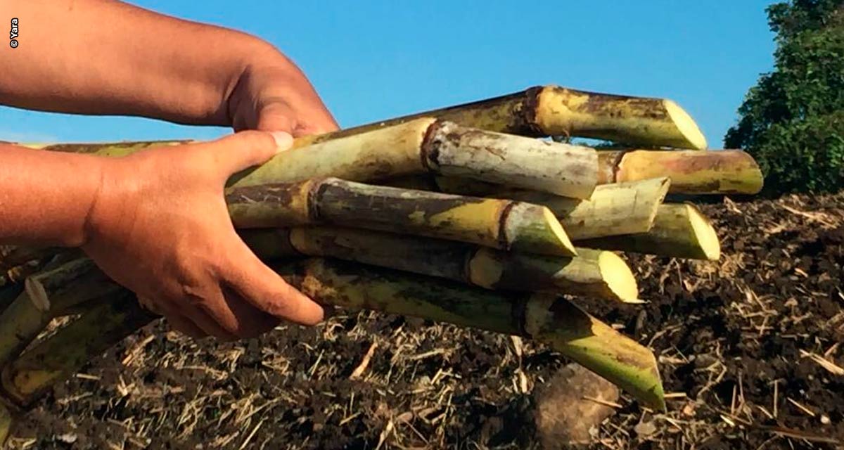 Pesquisa em Cana-de-açúcar: uso de fertilizante com extrato de algas aumenta a resistência às condições de estresse climático