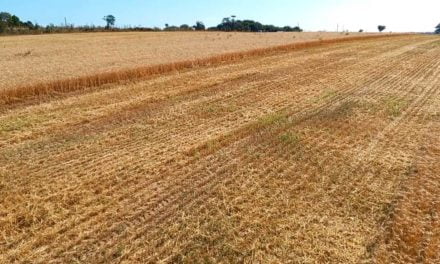 Iluminação artificial para a lavoura aumenta em mais de 50% a produção de trigo em Jacuizinho, RS