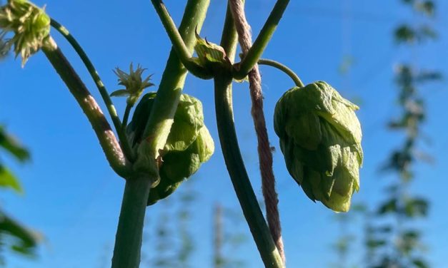 Cultivo de lúpulo ganha força no Estado de São Paulo com parceria entre fazenda de inovação e projeto da Ambev