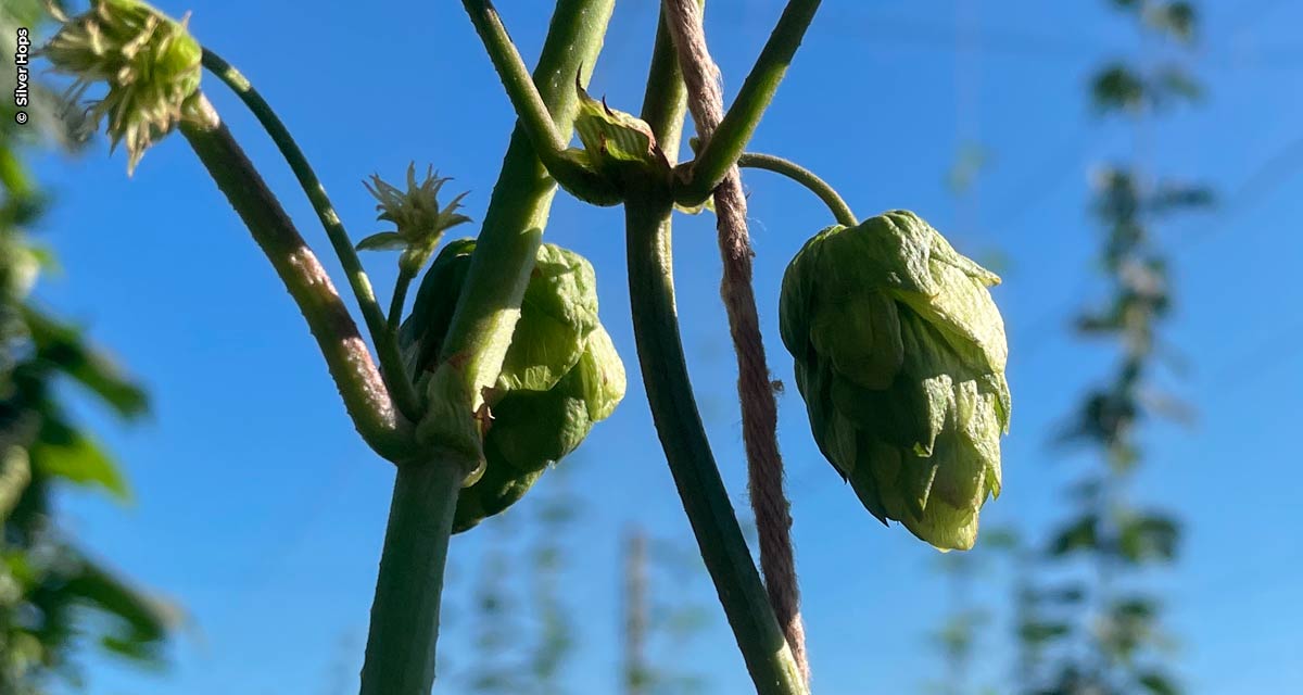 Cultivo de lúpulo ganha força no Estado de São Paulo com parceria entre fazenda de inovação e projeto da Ambev