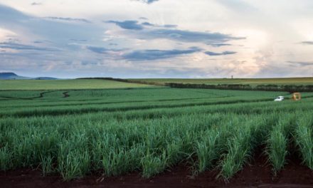 IAC lança boletim sobre os fundamentos da aplicação de herbicidas em cana-de-açúcar