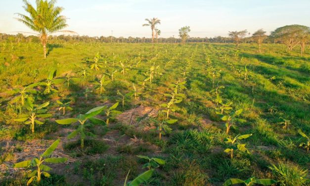 Floresta S.A. aplica tecnologia à agrofloresta para atenuar mudanças climáticas