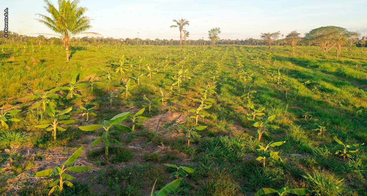 Floresta S.A. aplica tecnologia à agrofloresta para atenuar mudanças climáticas