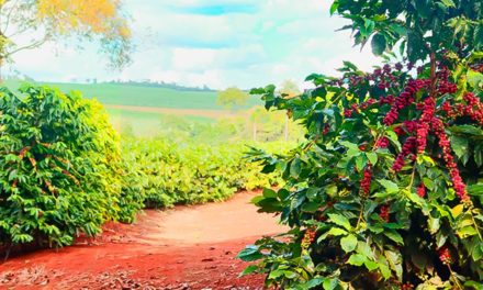 Cafeicultor: saiba a importância de controlar o ciclo do bicho mineiro e evitar danos severos em sua lavoura