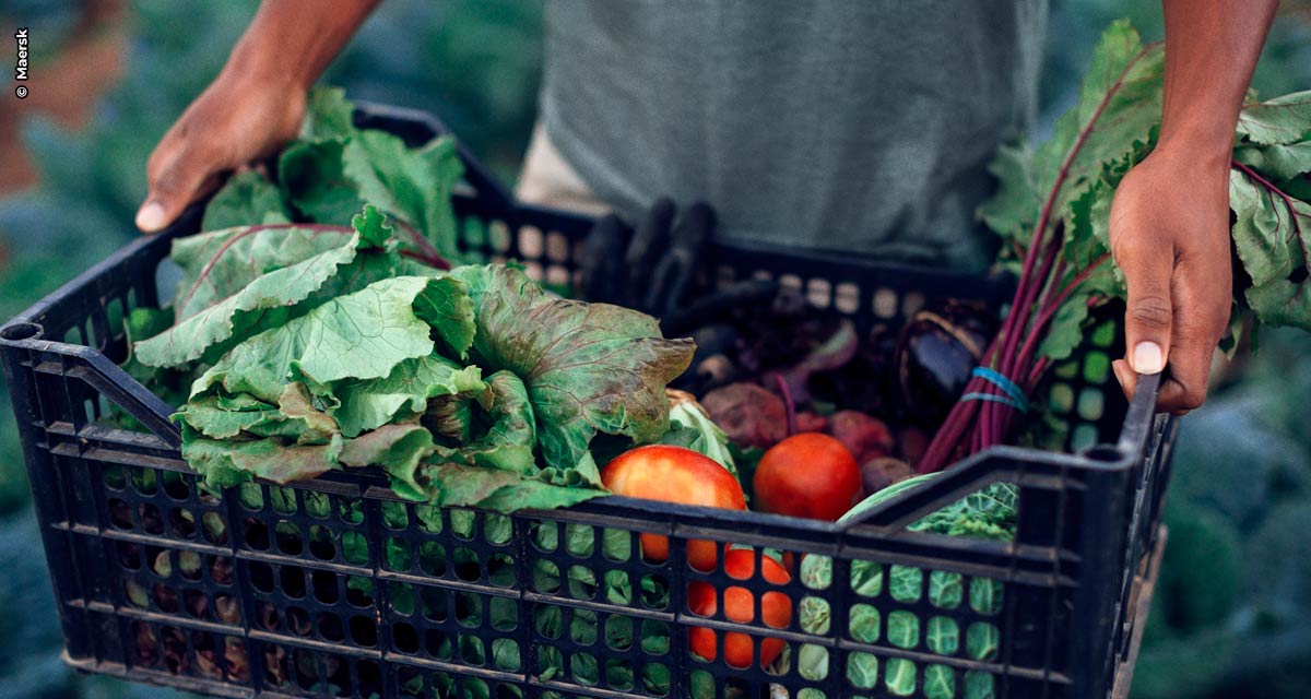 Maersk firma parceria com universidade para criar tecnologia que previne desperdício de alimentos