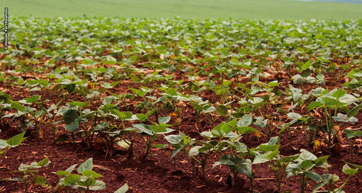 Consumo de fertilizantes de performance cresce 20% e gera rentabilidade
