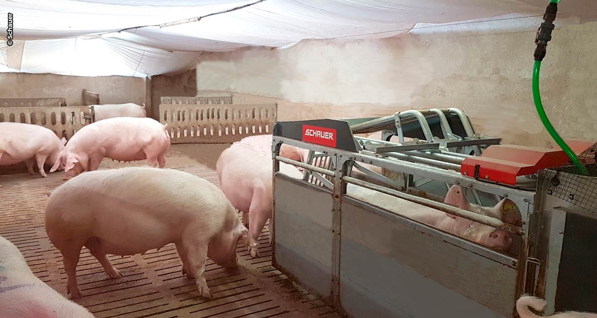 Conheça os benefícios da alimentação eletrônica para os suínos