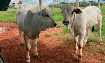 Pesquisa quer determinar estratégia nutricional mais eficiente após o uso de creep-feeding