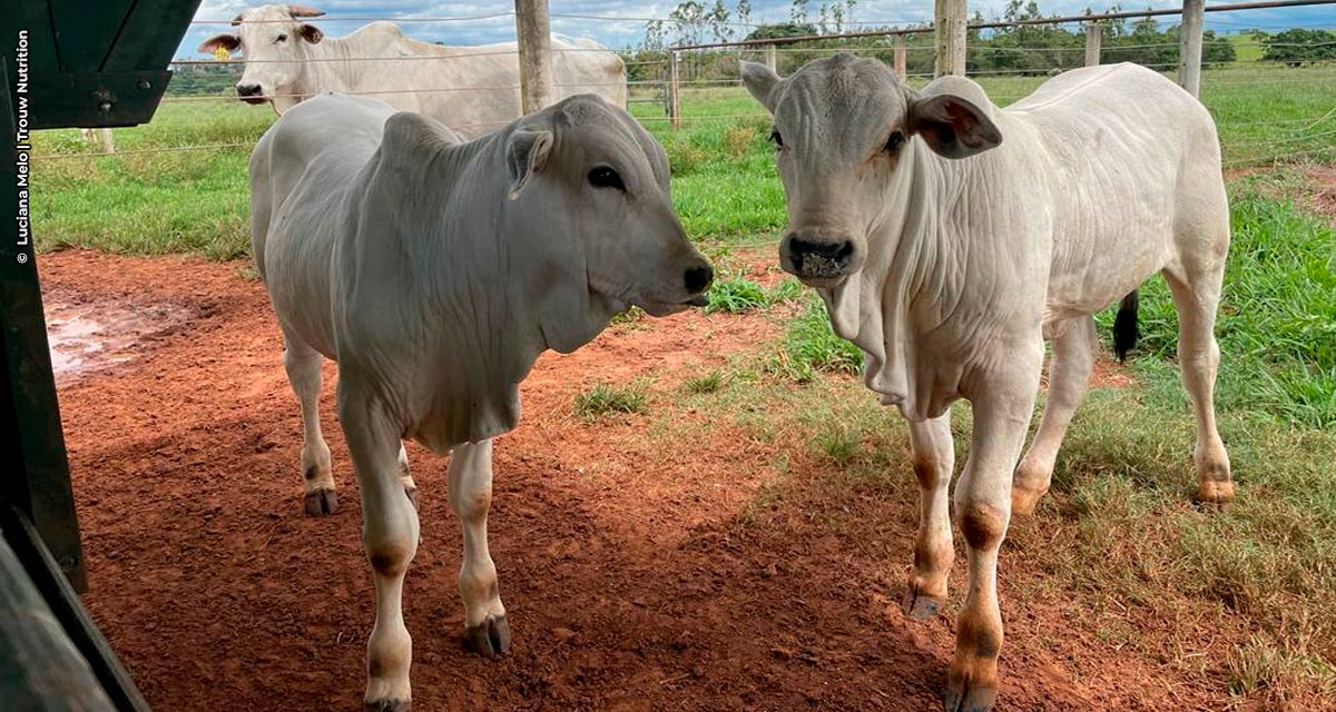 Pesquisa quer determinar estratégia nutricional mais eficiente após o uso de creep-feeding