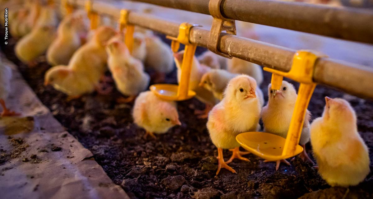 Qualidade da água é essencial para aves manterem produtividade elevada, explica especialista