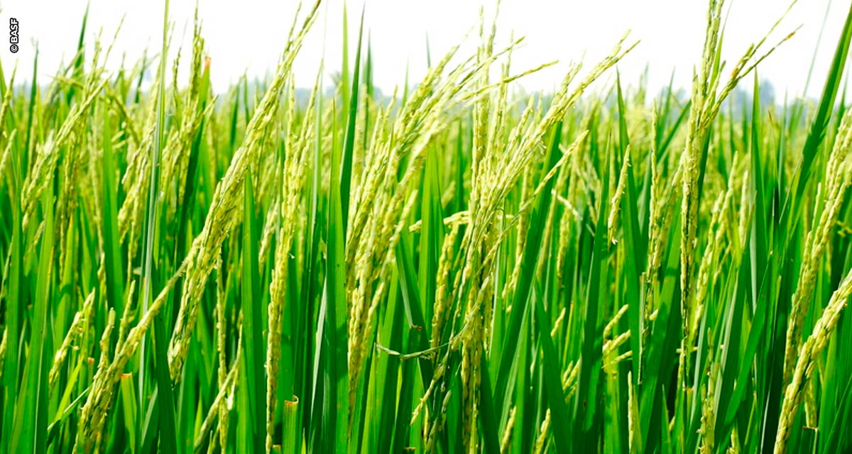 BASF lança Sistema de Arroz Provisia™ no Brasil