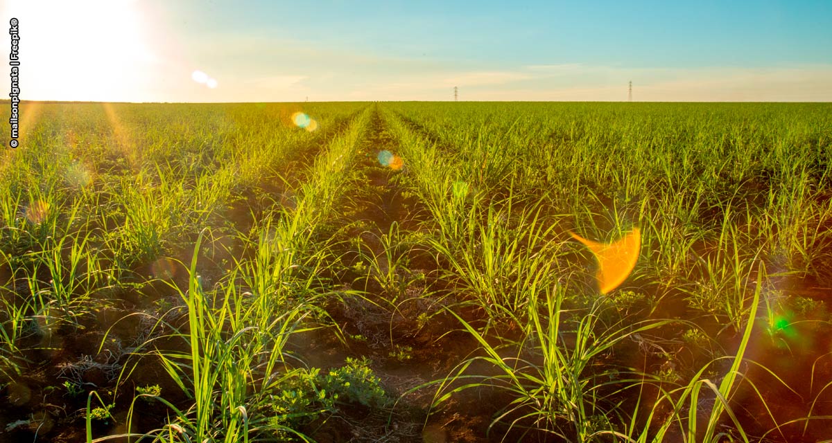Inovação em nutrição de solo beneficia produção de cana-de-açúcar