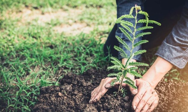 SENAR-SP lança este mês programa de reflorestamento e deve plantar cerca de 160 mil árvores