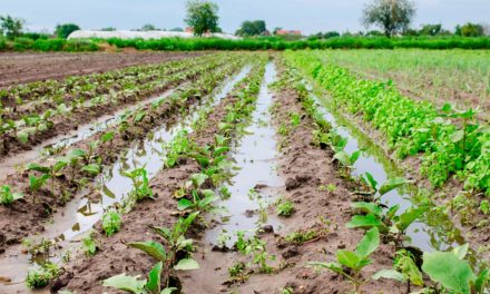 FAESP orienta produtores paulistas que foram afetados pelas chuvas