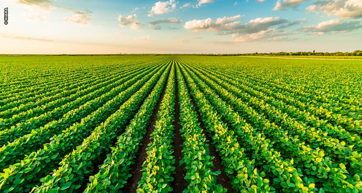 IHARA propõe jornada de soluções inovadoras ao agricultor durante a Show Rural Coopavel