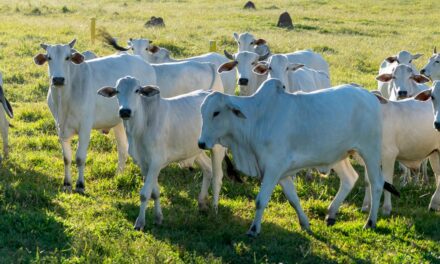 Minerva Foods, Phibro Saúde Animal e Biogénesis Bagó lançam 4ª edição do Programa de Eficiência de Carcaça (PEC)