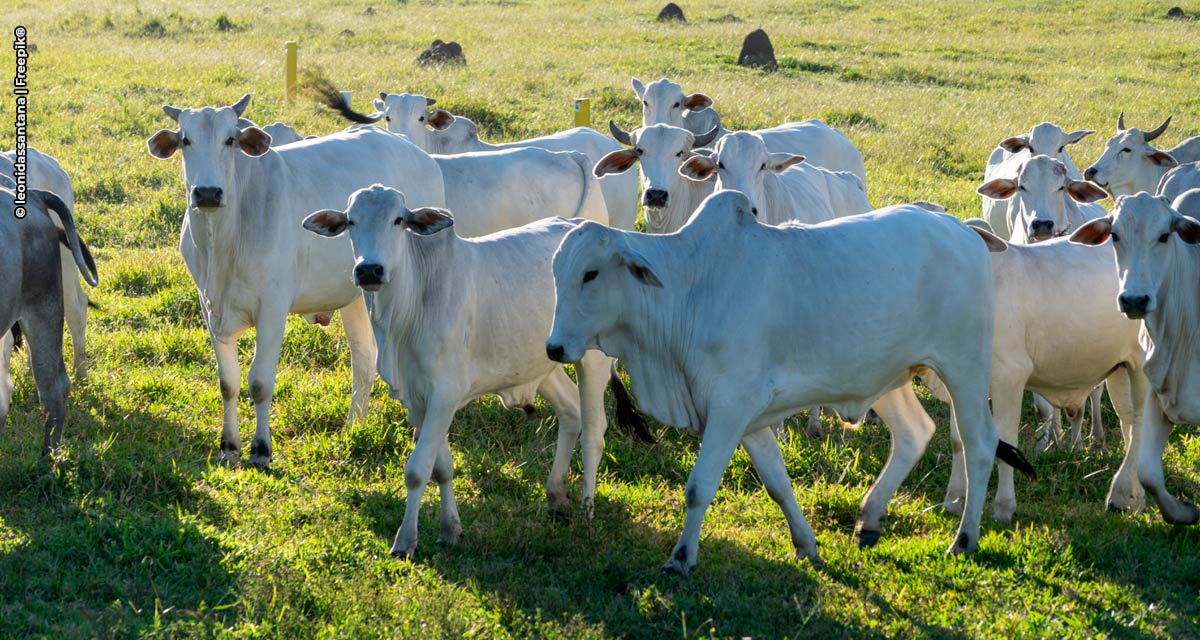 Minerva Foods, Phibro Saúde Animal e Biogénesis Bagó lançam 4ª edição do Programa de Eficiência de Carcaça (PEC)