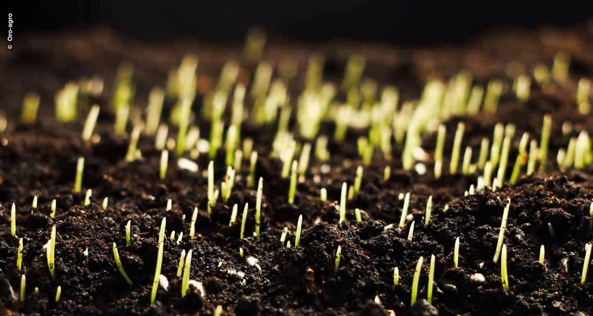 Complexo nutricional de base orgânica é o mais novo aliado dos agricultores