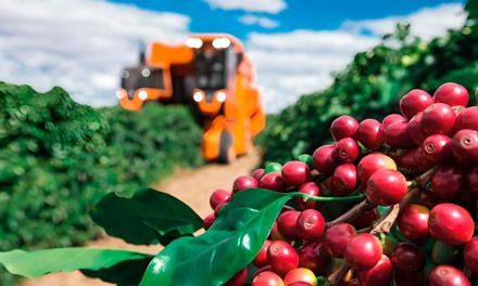 Ação gratuita orienta produtores para alcançar maior grau de excelência do café