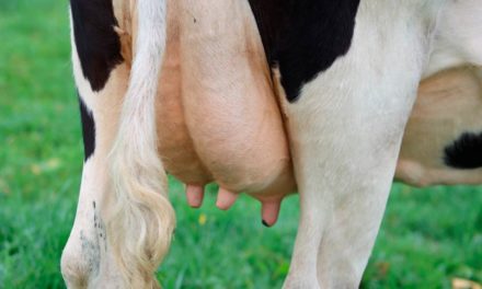 Queda da produção de leite é o maior prejuízo causado pela mastite