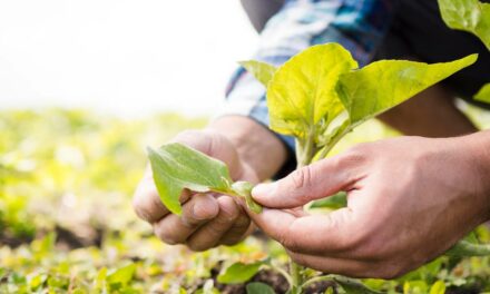 Guerra eleva em até 30% preço dos fertilizantes; agricultores buscam saídas