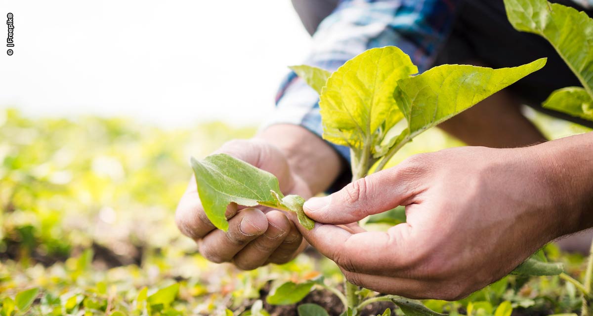 Guerra eleva em até 30% preço dos fertilizantes; agricultores buscam saídas