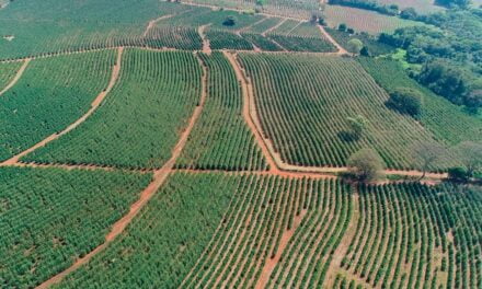 Valor da Produção Agropecuária no Estado de  São Paulo sobe 30% em 2021 e atinge R＄ 121,9 bilhões