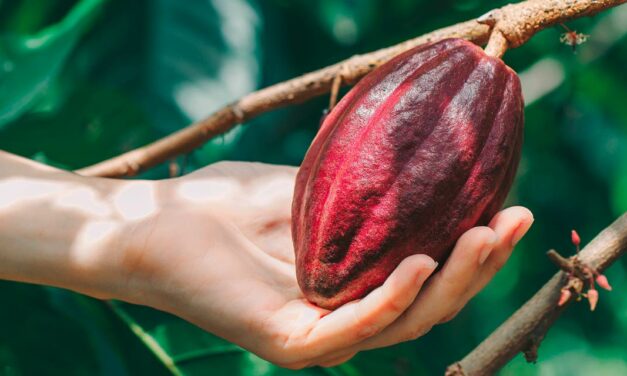 No mês do Cacau, Ferrero reforça compromisso com a sustentabilidade, direitos humanos e proteção ambiental da cadeia produtiva