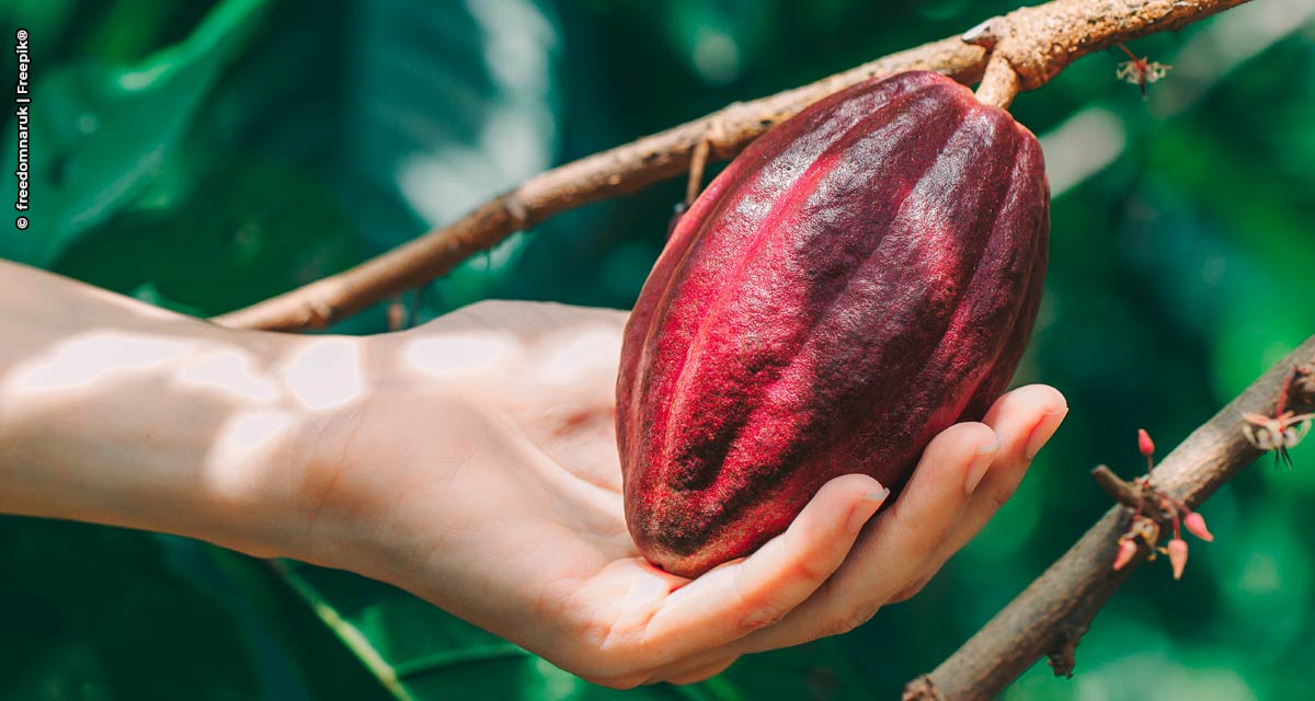 No mês do Cacau, Ferrero reforça compromisso com a sustentabilidade, direitos humanos e proteção ambiental da cadeia produtiva