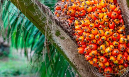 Tecnologia brasileira aumenta eficiência da produção de óleo de palma na Ásia