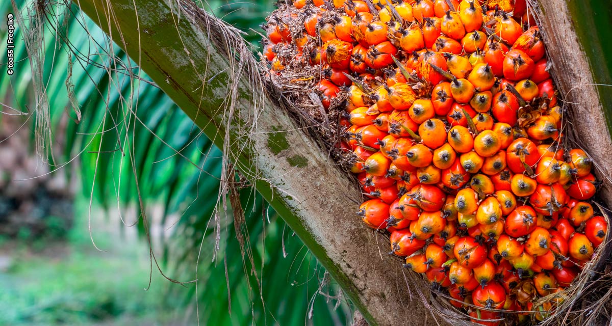 Tecnologia brasileira aumenta eficiência da produção de óleo de palma na Ásia
