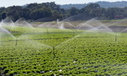 Dia Mundial da Água: irrigação na produção de alimentos
