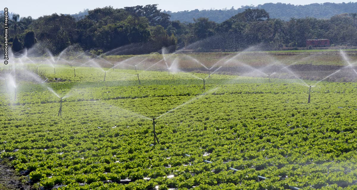 Dia Mundial da Água: irrigação na produção de alimentos