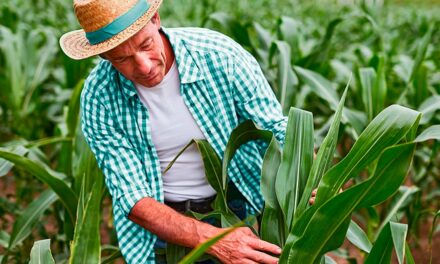 Em oito meses, Sicoob liberou mais de R＄ 14 bilhões em crédito rural